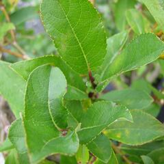 Vrba 'Finsko' - Salix hastata 'Finsko'