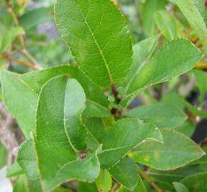 Vrba 'Finsko' - Salix hastata 'Finsko'