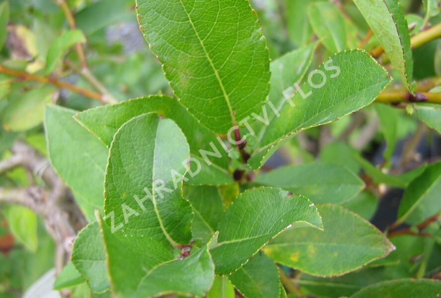 Vrba hrotolistá 'Finsko' - Salix hastata 'Finsko'