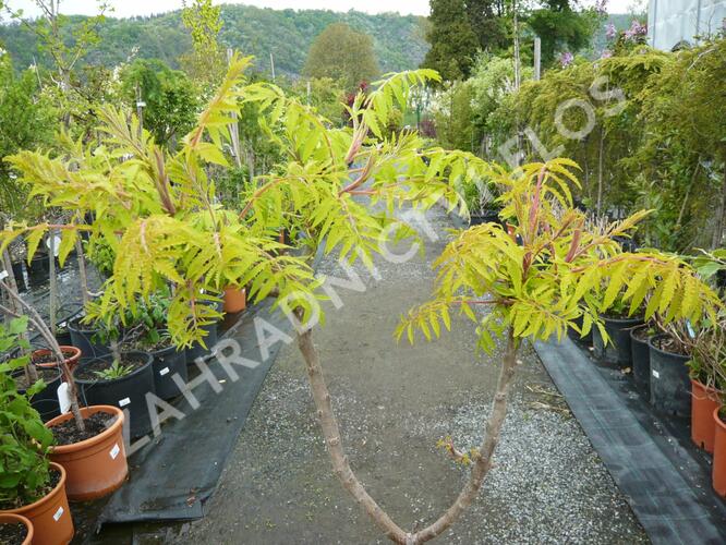 Škumpa orobincová 'Tiger Eyes' - Rhus typhina 'Tiger Eyes'