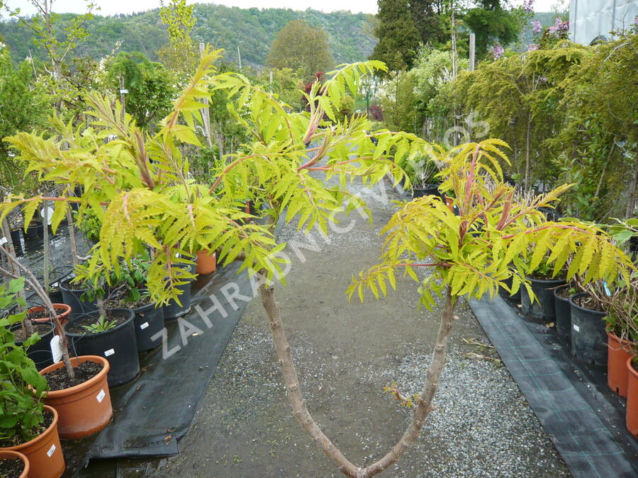Škumpa orobincová 'Tiger Eyes' - Rhus typhina 'Tiger Eyes'