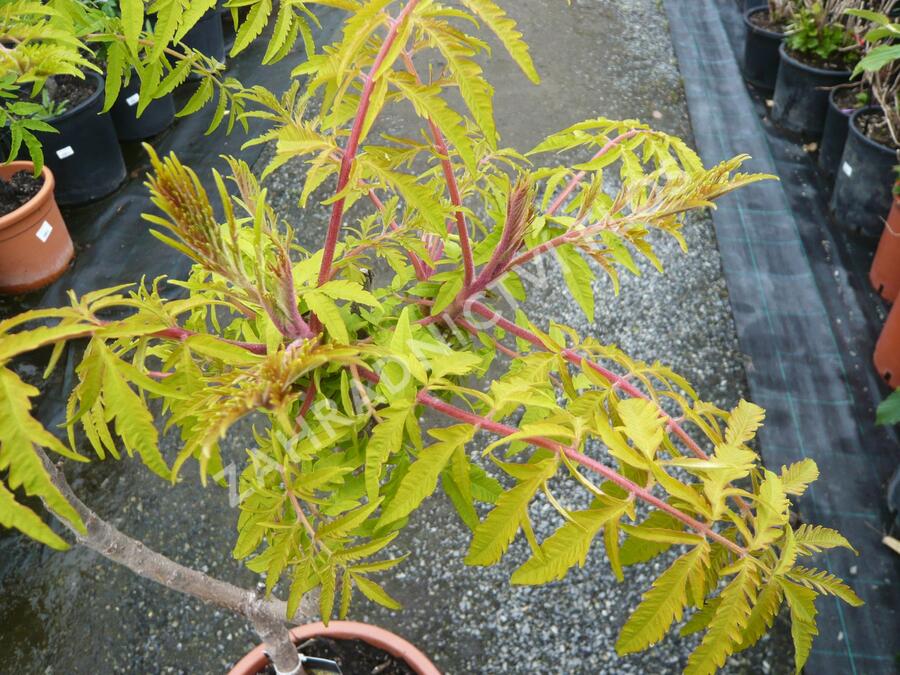 Škumpa orobincová 'Tiger Eyes' - Rhus typhina 'Tiger Eyes'