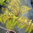 Škumpa orobincová 'Tiger Eyes' - Rhus typhina 'Tiger Eyes'