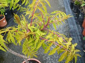 Škumpa orobincová 'Tiger Eyes' - Rhus typhina 'Tiger Eyes'
