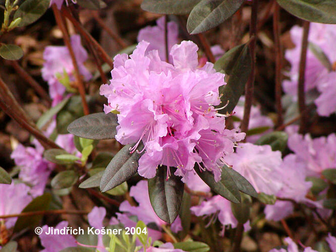 Pěnišník 'P. J. Mezitt' - Rhododendron 'P. J. Mezitt'