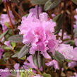 Pěnišník 'P. J. Mezitt' - Rhododendron 'P. J. Mezitt'