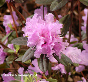 Pěnišník 'P. J. Mezitt' - Rhododendron 'P. J. Mezitt'