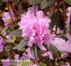 Pěnišník 'P. J. Mezitt' - Rhododendron 'P. J. Mezitt'