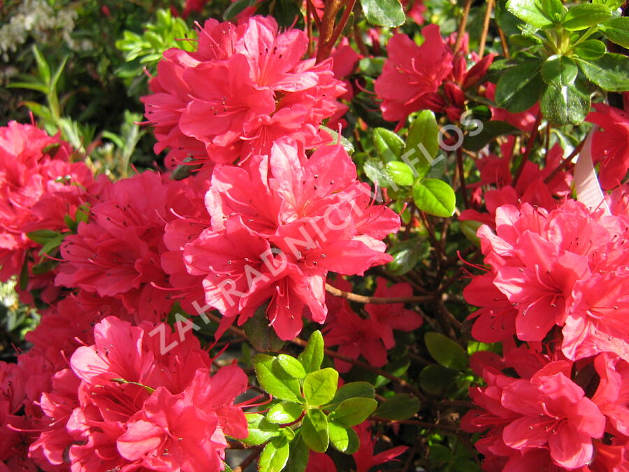 Azalka japonská 'Hino Crimson' - Azalea japonica 'Hino Crimson'