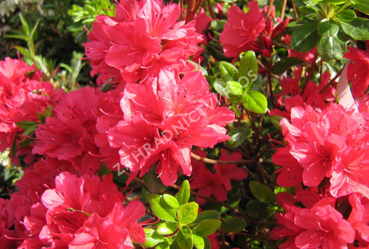 Azalka japonská 'Hino Crimson' - Azalea japonica 'Hino Crimson'