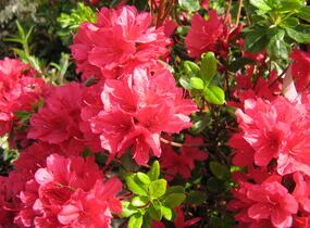 Azalka japonská 'Hino Crimson' - Azalea japonica 'Hino Crimson'