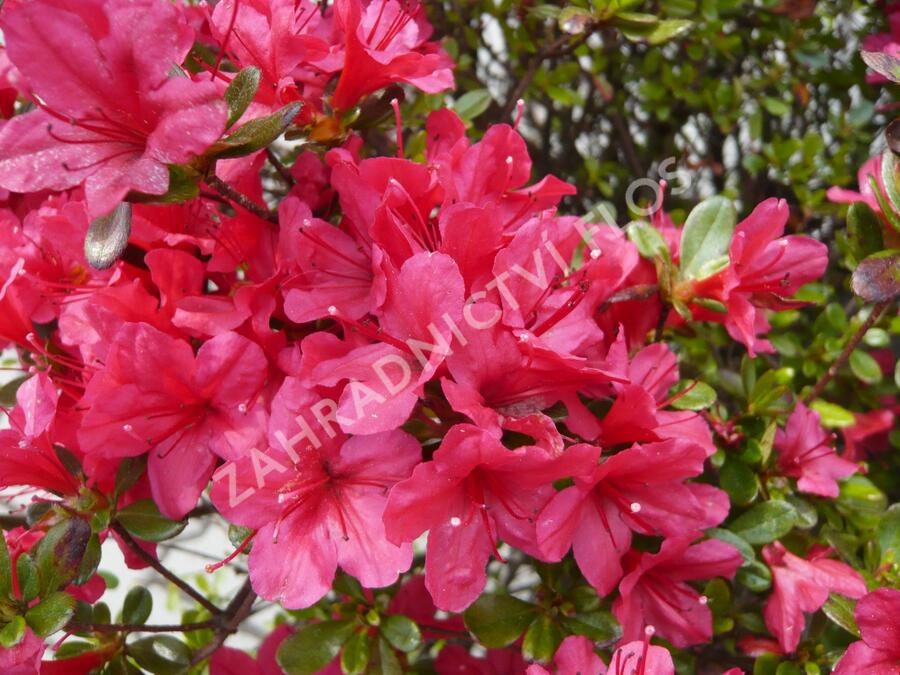 Azalka japonská 'Hino Crimson' - Azalea japonica 'Hino Crimson'