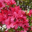 Azalka japonská 'Hino Crimson' - Azalea japonica 'Hino Crimson'