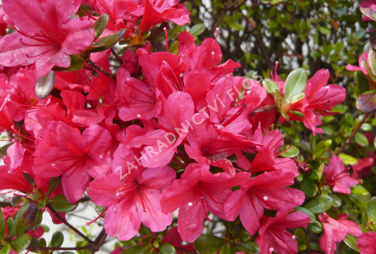 Azalka japonská 'Hino Crimson' - Azalea japonica 'Hino Crimson'