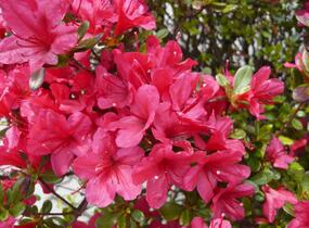 Azalka japonská 'Hino Crimson' - Azalea japonica 'Hino Crimson'