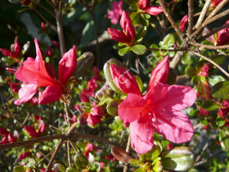 Azalka japonská 'Hino Crimson' - Azalea japonica 'Hino Crimson'