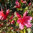Azalka japonská 'Hino Crimson' - Azalea japonica 'Hino Crimson'