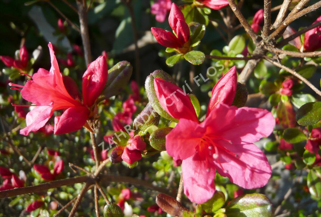 Azalka japonská 'Hino Crimson' - Azalea japonica 'Hino Crimson'