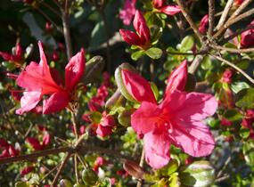 Azalka japonská 'Hino Crimson' - Azalea japonica 'Hino Crimson'