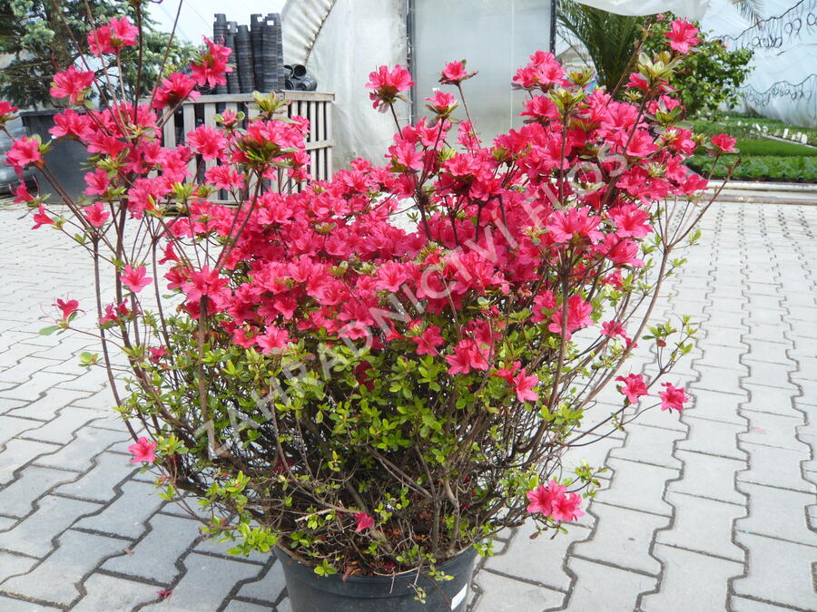 Azalka japonská 'Hino Crimson' - Azalea japonica 'Hino Crimson'