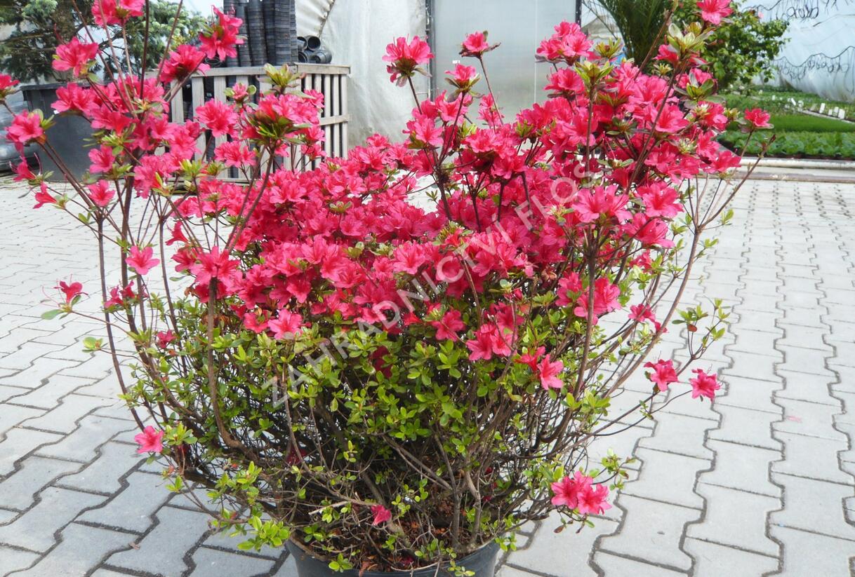 Azalka japonská 'Hino Crimson' - Azalea japonica 'Hino Crimson'