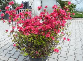 Azalka japonská 'Hino Crimson' - Azalea japonica 'Hino Crimson'