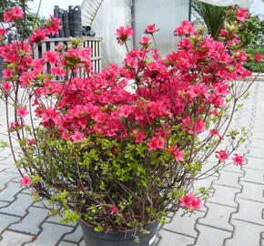 Azalka japonská 'Hino Crimson' - Azalea japonica 'Hino Crimson'