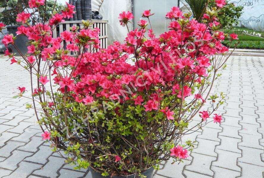 Azalka japonská 'Hino Crimson' - Azalea japonica 'Hino Crimson'