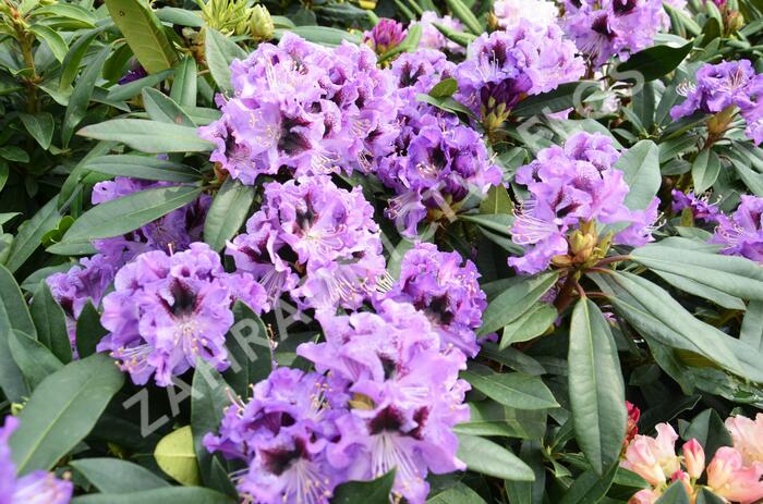 Pěnišník 'Blue Jungs' - Rhododendron 'Blue Jungs'