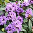 Pěnišník 'Blue Jungs' - Rhododendron 'Blue Jungs'
