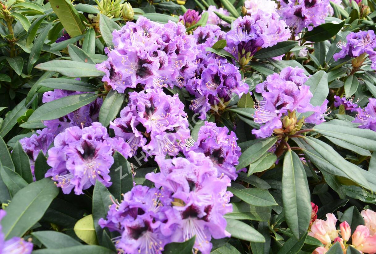 Pěnišník 'Blue Jungs' - Rhododendron 'Blue Jungs'