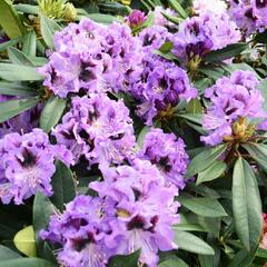 Pěnišník 'Blue Jungs' - Rhododendron 'Blue Jungs'