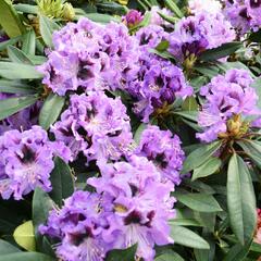 Pěnišník 'Blue Jungs' - Rhododendron 'Blue Jungs'