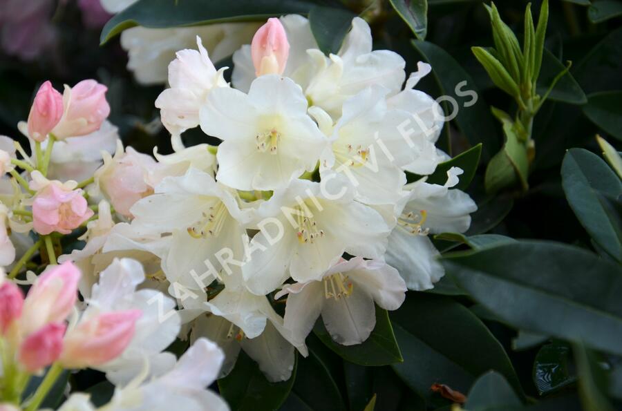 Pěnišník 'Golden Torch' - Rhododendron (Y) 'Golden Torch'