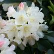 Pěnišník 'Golden Torch' - Rhododendron (Y) 'Golden Torch'