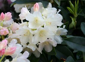 Pěnišník 'Golden Torch' - Rhododendron (Y) 'Golden Torch'