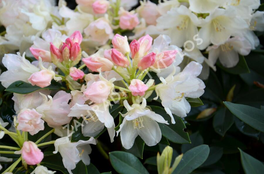 Pěnišník 'Golden Torch' - Rhododendron (Y) 'Golden Torch'