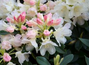 Pěnišník 'Golden Torch' - Rhododendron (Y) 'Golden Torch'