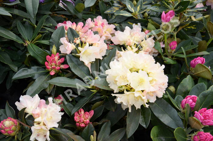 Pěnišník 'Golden Torch' - Rhododendron (Y) 'Golden Torch'