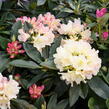 Pěnišník 'Golden Torch' - Rhododendron (Y) 'Golden Torch'