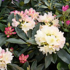 Pěnišník 'Golden Torch' - Rhododendron (Y) 'Golden Torch'