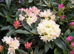 Pěnišník 'Golden Torch' - Rhododendron (Y) 'Golden Torch'