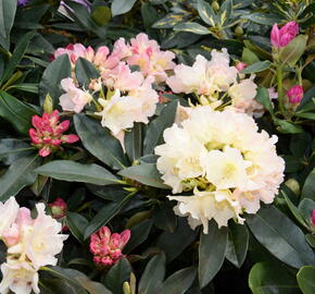 Pěnišník 'Golden Torch' - Rhododendron (Y) 'Golden Torch'