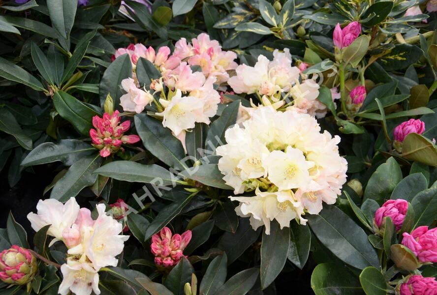 Pěnišník 'Golden Torch' - Rhododendron (Y) 'Golden Torch'