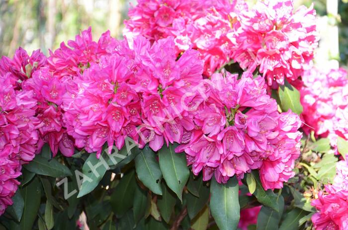 Pěnišník 'Edward S. Rand' - Rhododendron (T) 'Edward S. Rand'