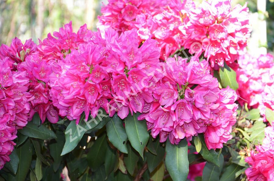 Pěnišník 'Edward S. Rand' - Rhododendron (T) 'Edward S. Rand'