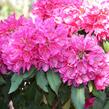 Pěnišník 'Edward S. Rand' - Rhododendron (T) 'Edward S. Rand'