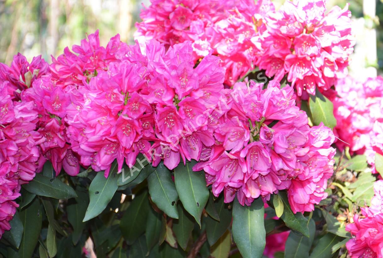 Pěnišník 'Edward S. Rand' - Rhododendron (T) 'Edward S. Rand'