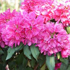 Pěnišník 'Edward S. Rand' - Rhododendron (T) 'Edward S. Rand'