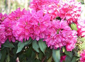 Pěnišník 'Edward S. Rand' - Rhododendron (T) 'Edward S. Rand'